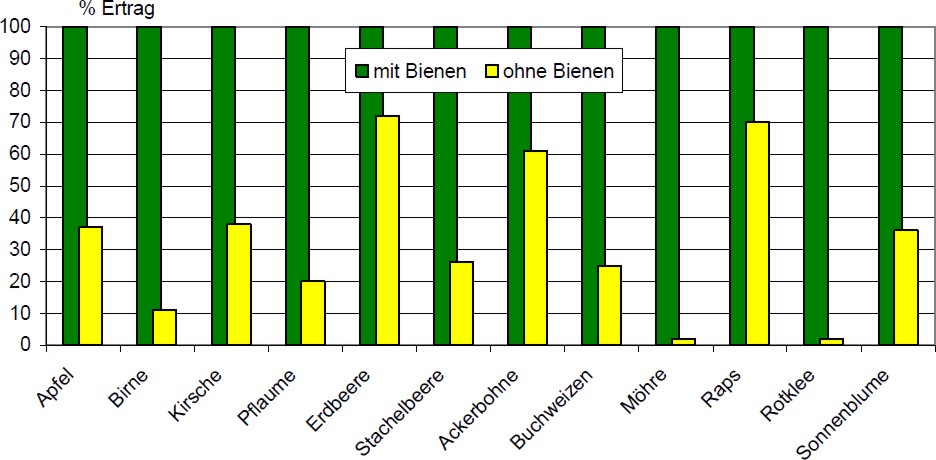 bild 10 Ertrag mit und ohne Biene