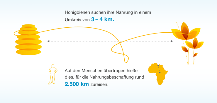 bild 7 Suchgebiet der Biene Mensch